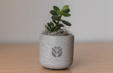 Desk Plant